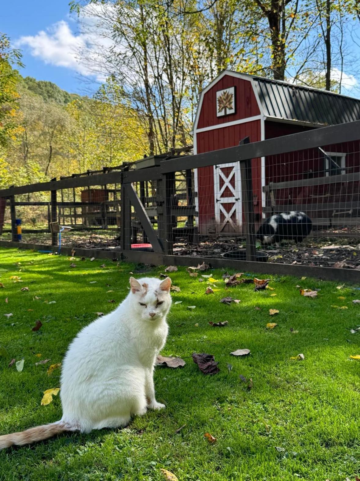 The Renovated Barn At Seneca Rocks Villa Dış mekan fotoğraf